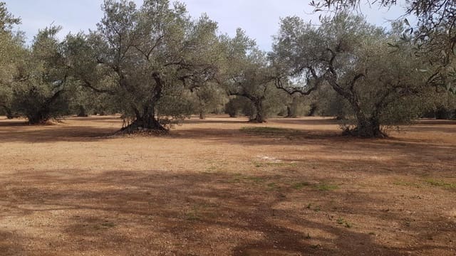 Finca/Herregård til salgs i Mas de Barberans - € 26 000 (Ref: 8242844)