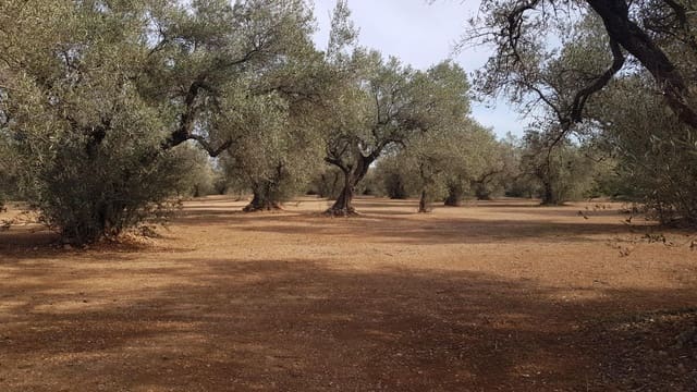 Finca/Herregård til salgs i Mas de Barberans - € 26 000 (Ref: 8242844)