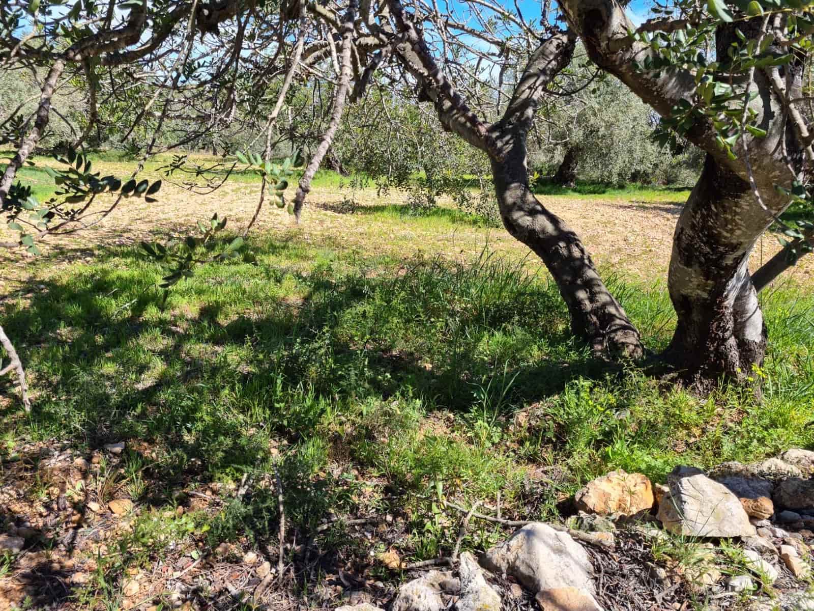 Undeveloped Land for sale in Sant Carles de la Rapita - € 77,000 (Ref: 9741751)