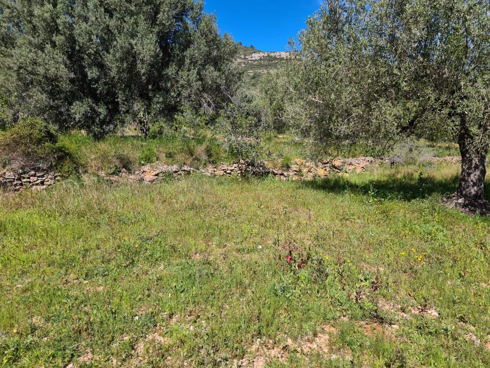 Undeveloped Land for sale in Sant Carles de la Rapita - € 77,000 (Ref: 9741751)