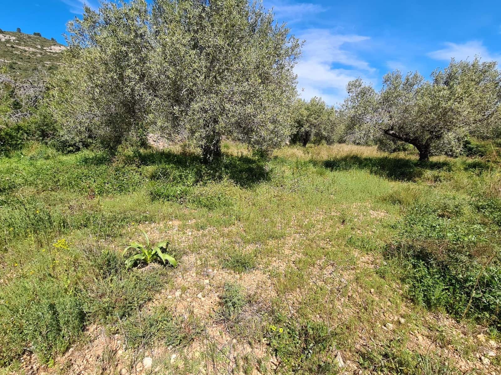 Undeveloped Land for sale in Sant Carles de la Rapita - € 77,000 (Ref: 9741751)