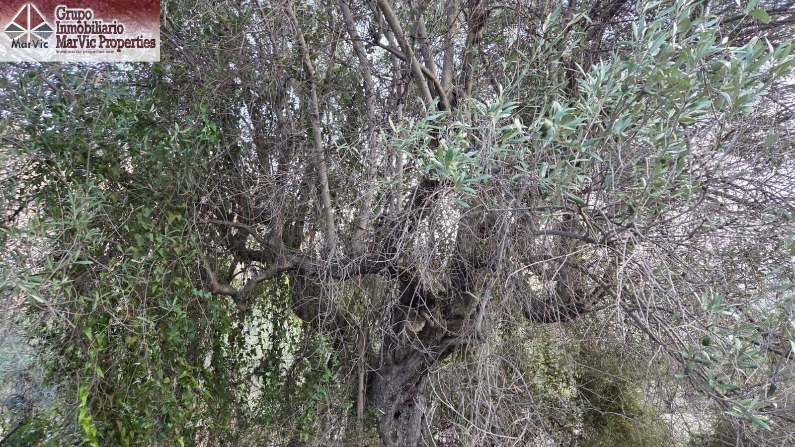 Byggegrund til salg i Beniarda - € 27.000 (Ref: 9449212)