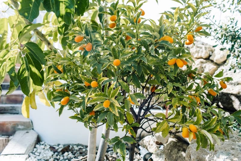 5 bedroom Villa for sale in Estepona with pool garage - € 1,495,000 (Ref: 8342997)