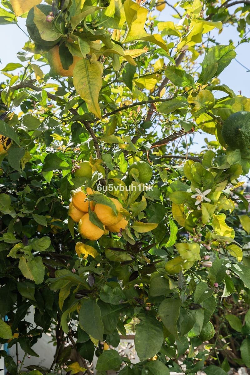 Chalet de 4 habitaciones en Fuengirola en venta con piscina garaje - 1.295.000 € (Ref: 9751902)