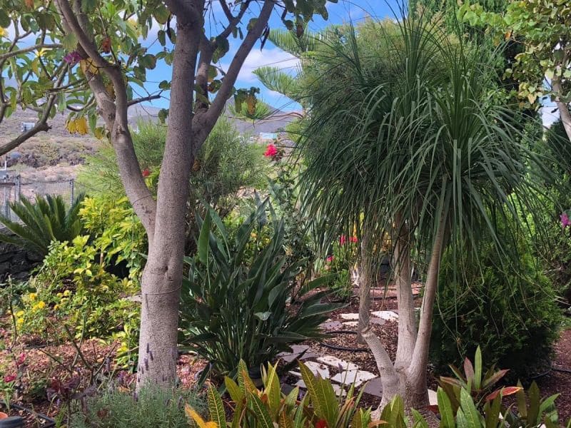 4 Zimmer Haus zu verkaufen in Los Cristianos mit Pool Garage - 750.000 € (Ref: 10001263)