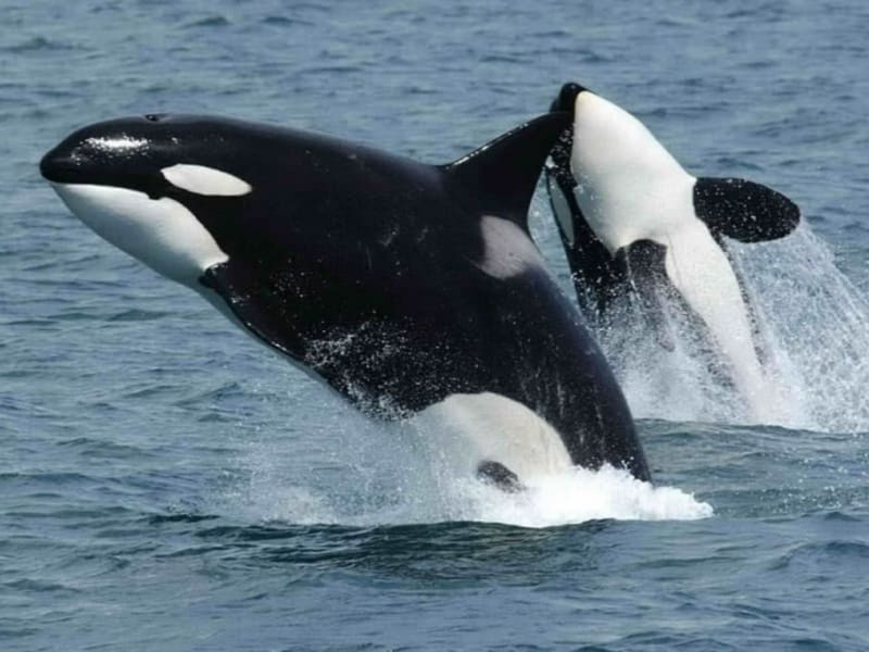 4 slaapkamer Villa te koop in Costa Adeje met zwembad - € 1.500.000 (Ref: 9337138)