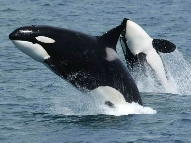 4 sovrum Villa till salu i La Caldera, Adeje med pool - 1 500 000 € (Ref: 9337138)