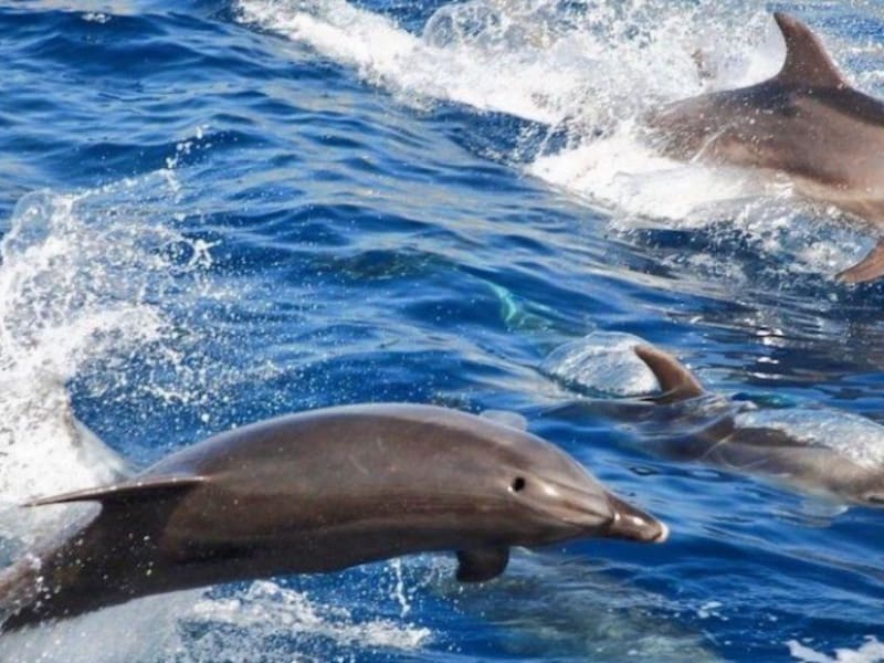 4 slaapkamer Villa te koop in Costa Adeje met zwembad - € 1.500.000 (Ref: 9337138)