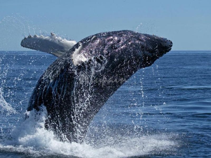 4 slaapkamer Villa te koop in Costa Adeje met zwembad - € 1.500.000 (Ref: 9337138)