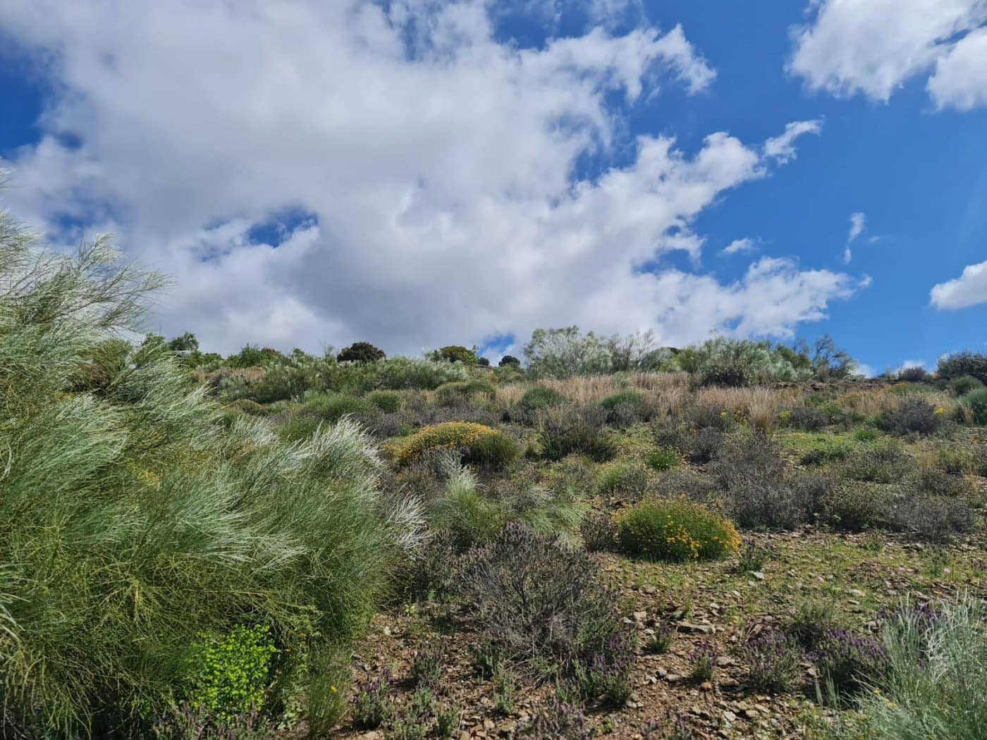 Quinta/Casa Rural para venda em Mairena - 8 000 € (Ref: 6251642)
