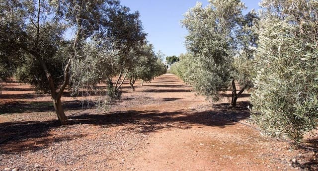 5 bedroom Townhouse for sale in Sant Joan de Labritja with garage - € 2,650,000 (Ref: 9203992)