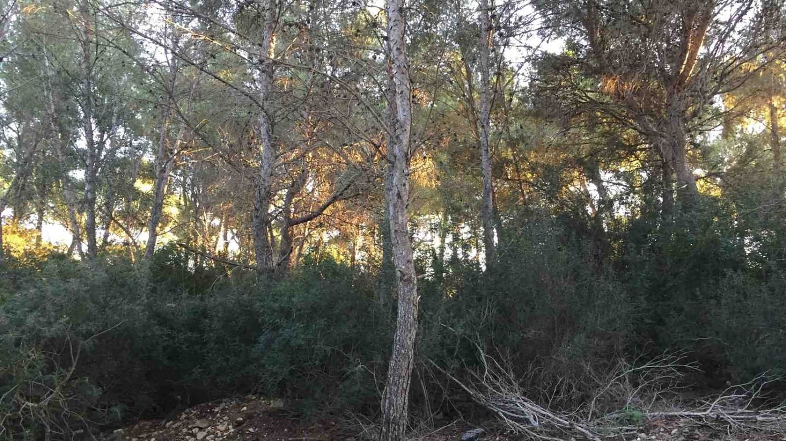 Grunde uden byggetilladelser til salg i Sol de Mallorca - € 965.000 (Ref: 6501148)