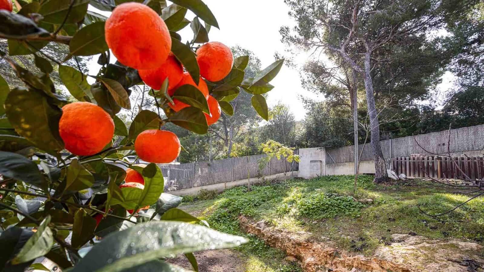 3 soveværelse Villa til salg i Cala Vinyes / Cala Vinyas / Cala Vinas med swimmingpool garage - € 2.100.000 (Ref: 9525713)