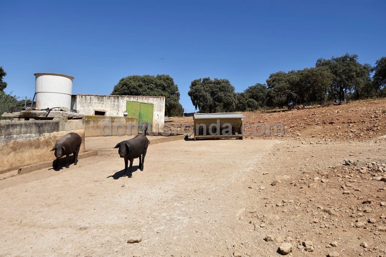 Finca/Casa Rural de 4 habitaciones en Ronda en venta con piscina garaje - 830.000 € (Ref: 6249113)