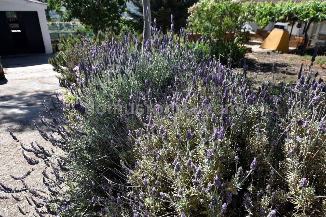 3 Zimmer Villa zu vermieten in Ronda mit Pool Garage - 1.200 € (Ref: 6876559)