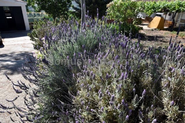 3 Zimmer Villa zu vermieten in Ronda mit Pool Garage - 1.200 € (Ref: 6876559)