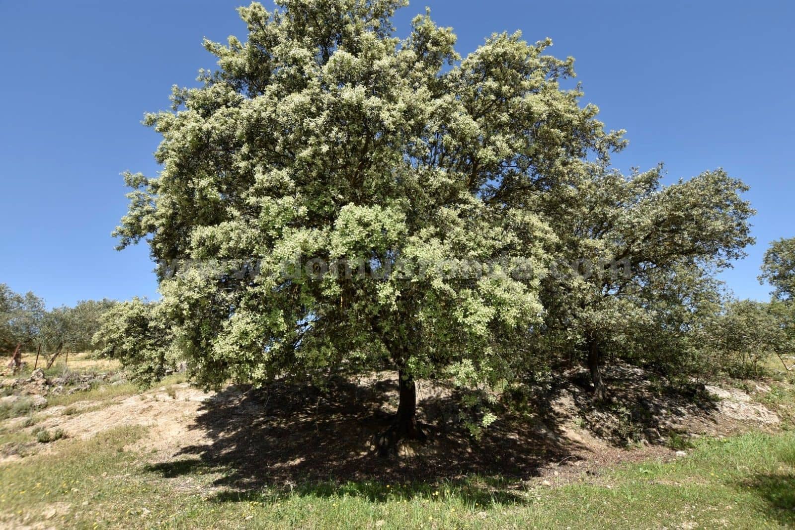 Villa til salg i Ronda - € 79.000 (Ref: 8218050)