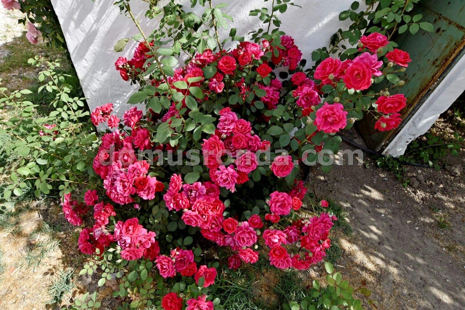 5 slaapkamer Villa te koop in Ronda met zwembad - € 360.000 (Ref: 8584973)