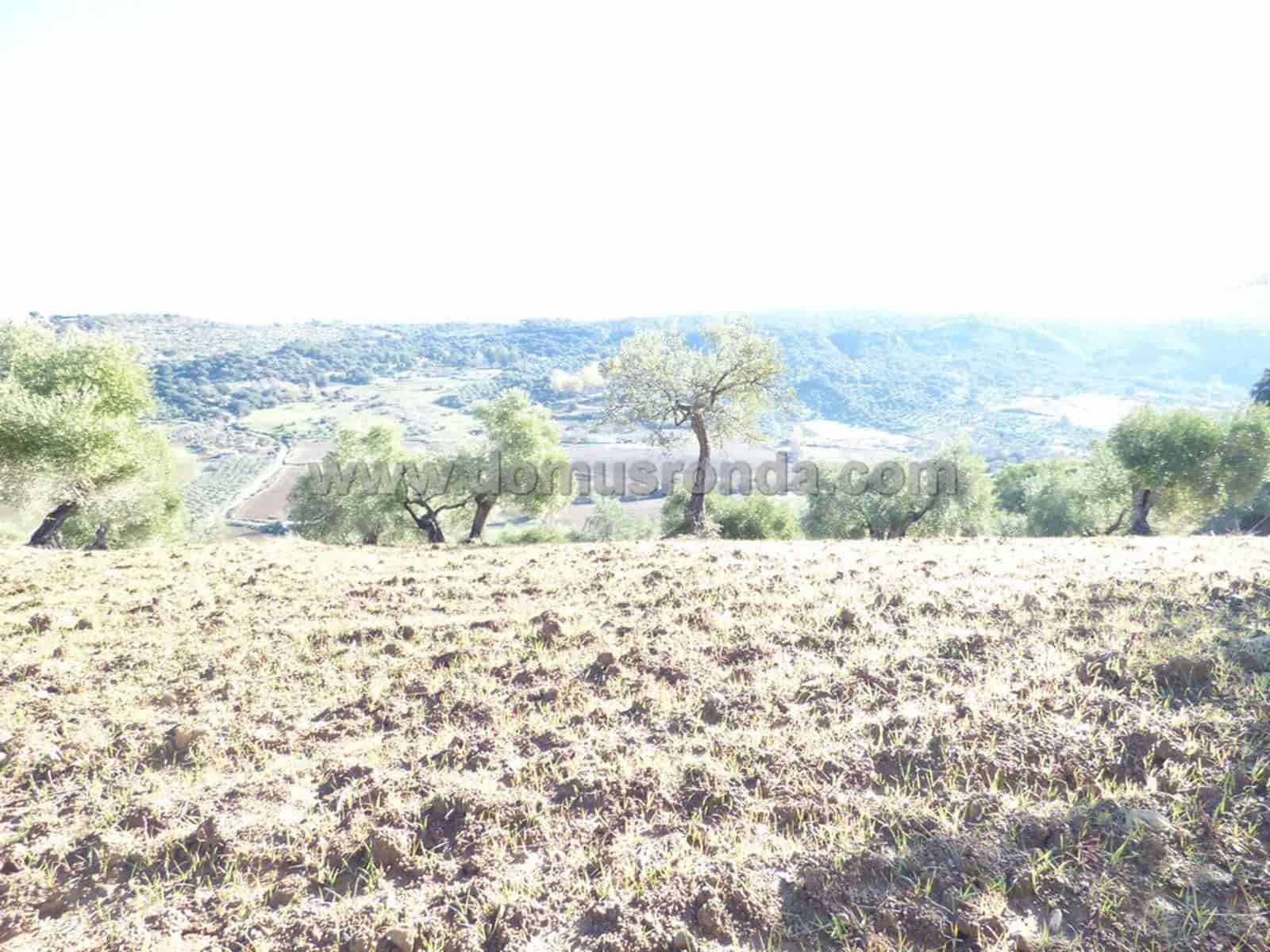 Ubebygd land til salgs i Ronda - € 25 000 (Ref: 8700123)