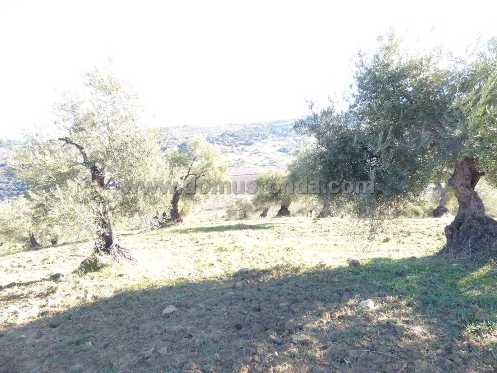 Ubebygd land til salgs i Ronda - € 25 000 (Ref: 8700123)
