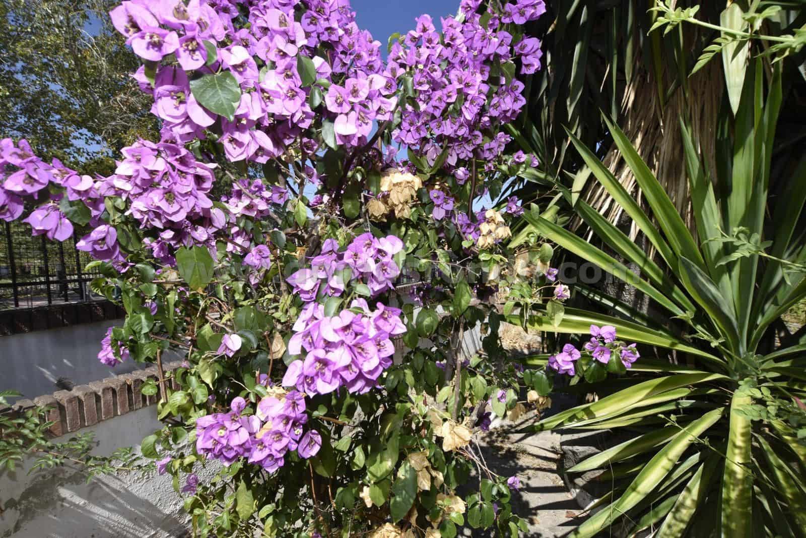 6 soveværelse Villa til salg i Arriate med swimmingpool garage - € 780.000 (Ref: 8769797)