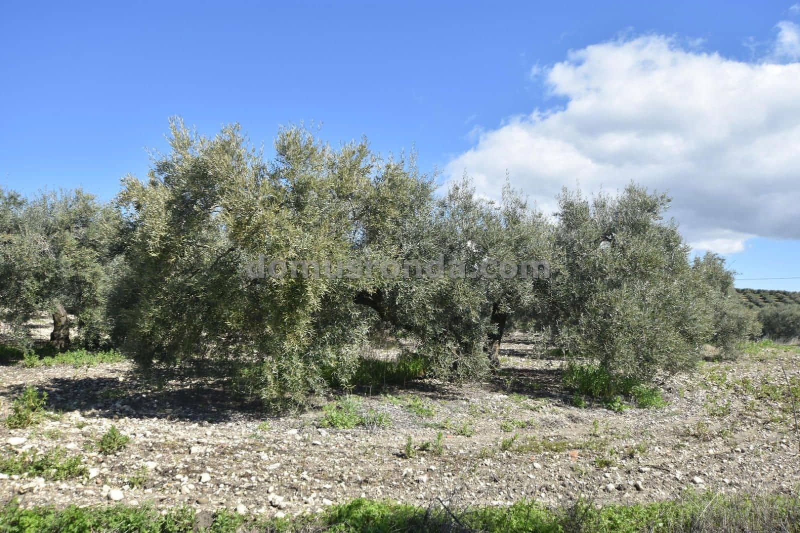 5 soverom Finca/Herregård til salgs i Ronda med svømmebasseng garasje - € 1 000 000 (Ref: 8904787)