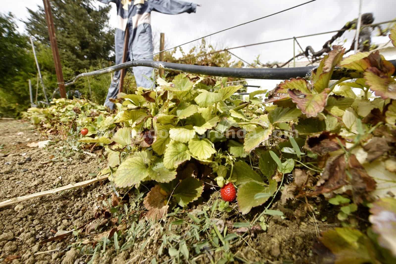 3 slaapkamer Villa te koop in Ronda met zwembad garage - € 260.000 (Ref: 8906992)