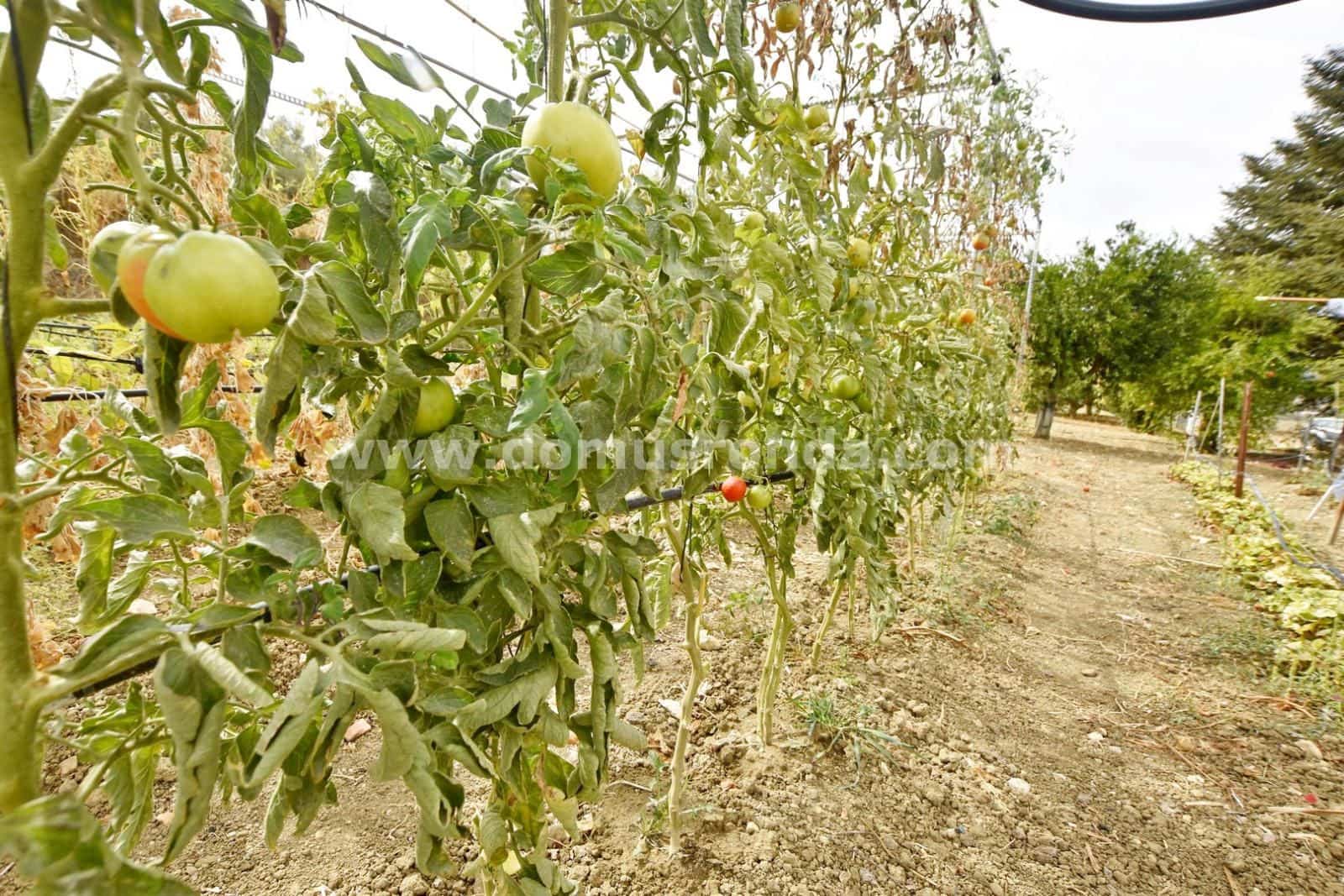 3 slaapkamer Villa te koop in Ronda met zwembad garage - € 260.000 (Ref: 8906992)