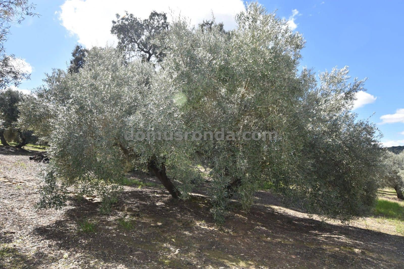 3 soveværelse Finca/Landehus til salg i Ronda med swimmingpool garage - € 395.000 (Ref: 8923215)