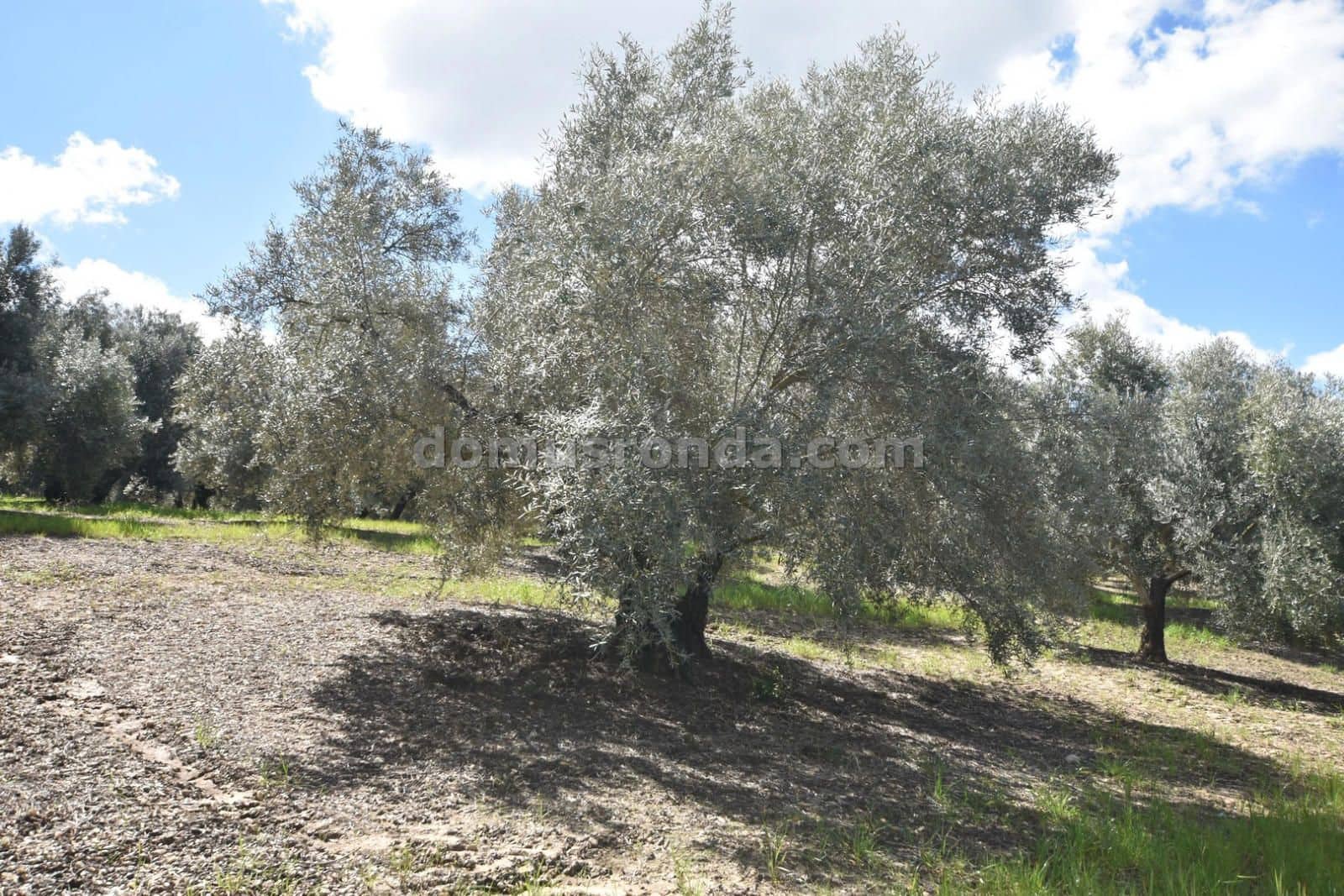 3 soveværelse Finca/Landehus til salg i Ronda med swimmingpool garage - € 395.000 (Ref: 8923215)