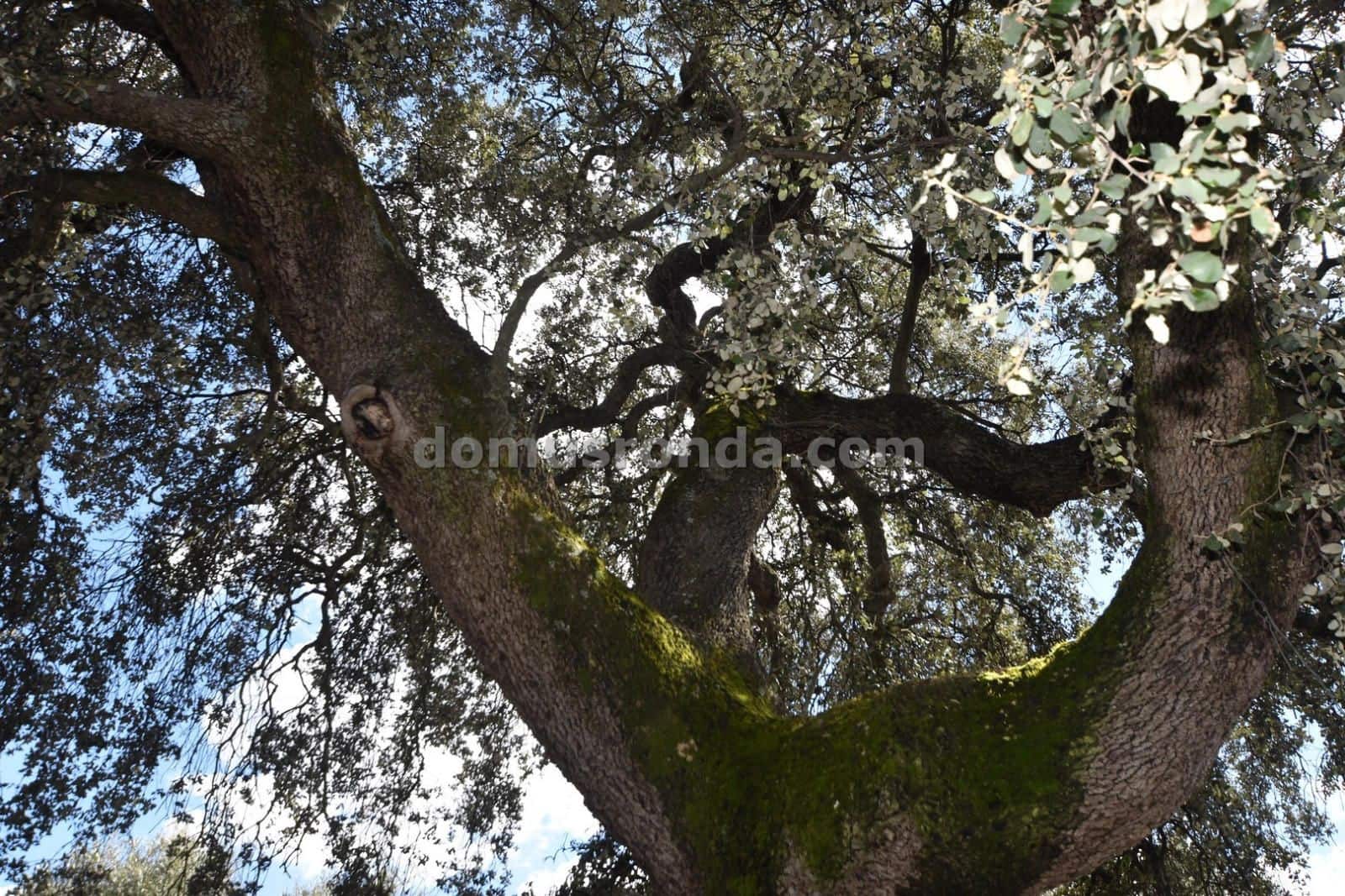 3 soveværelse Finca/Landehus til salg i Ronda med swimmingpool garage - € 395.000 (Ref: 8923215)