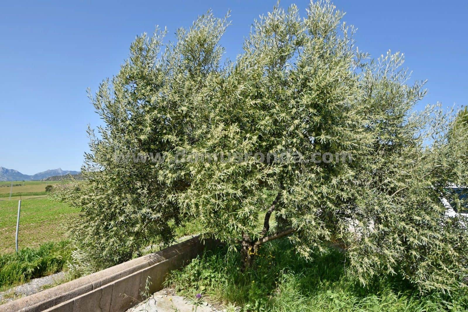 3 soveværelse Finca/Landehus til salg i Montecorto - € 280.000 (Ref: 8949899)