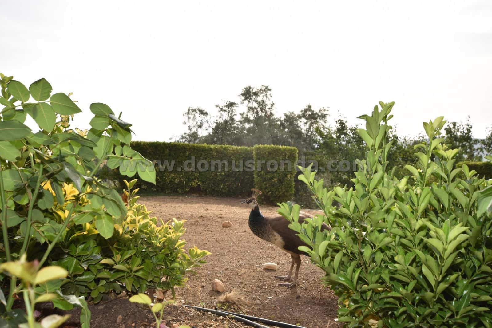 4 bedroom Villa for sale in Ronda with pool - € 595,000 (Ref: 9076508)