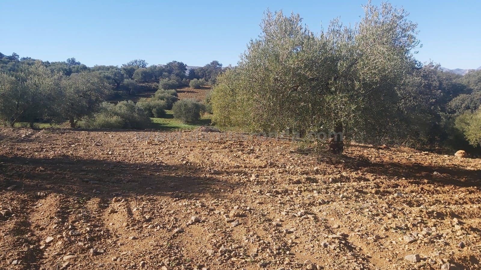 Ubebygd land til salgs i Ronda - € 48 000 (Ref: 9378443)