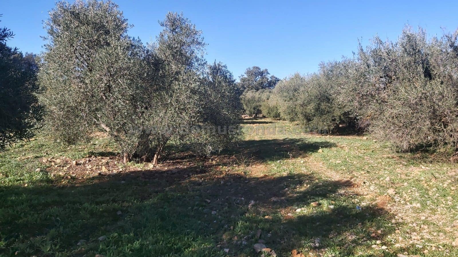 Ubebygd land til salgs i Ronda - € 48 000 (Ref: 9378443)