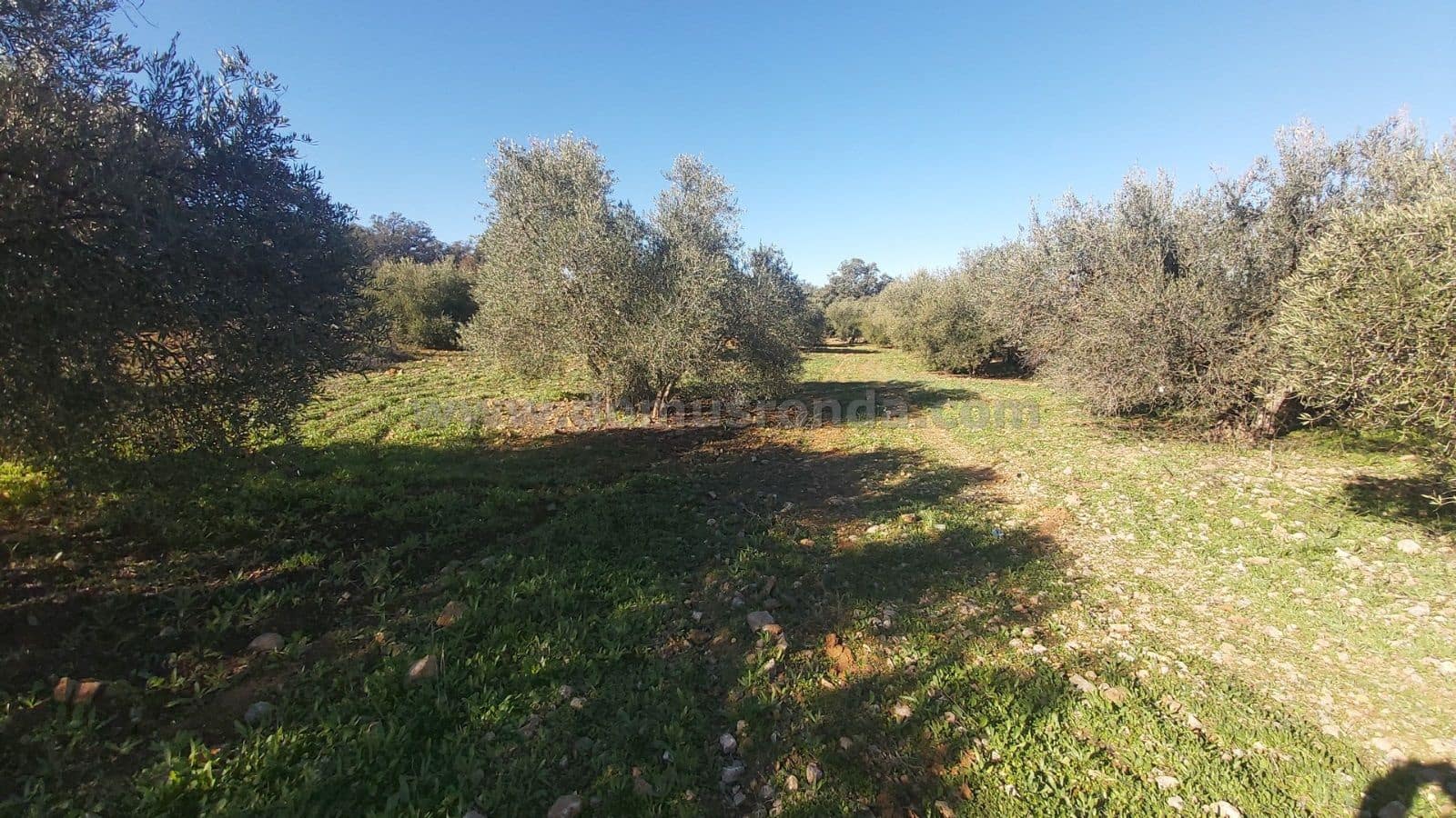Ubebygd land til salgs i Ronda - € 48 000 (Ref: 9378443)
