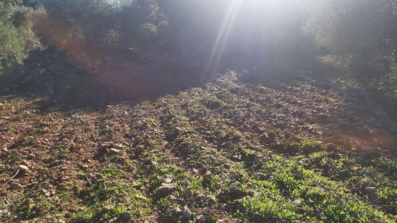 Ubebygd land til salgs i Ronda - € 48 000 (Ref: 9378443)