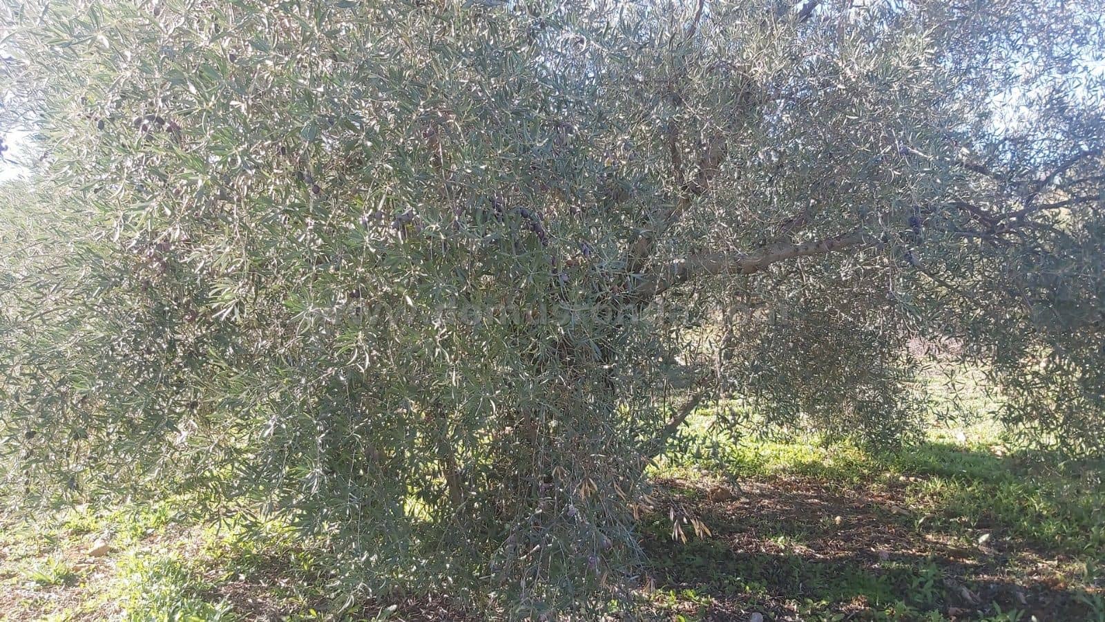 Ubebygd land til salgs i Ronda - € 48 000 (Ref: 9378443)
