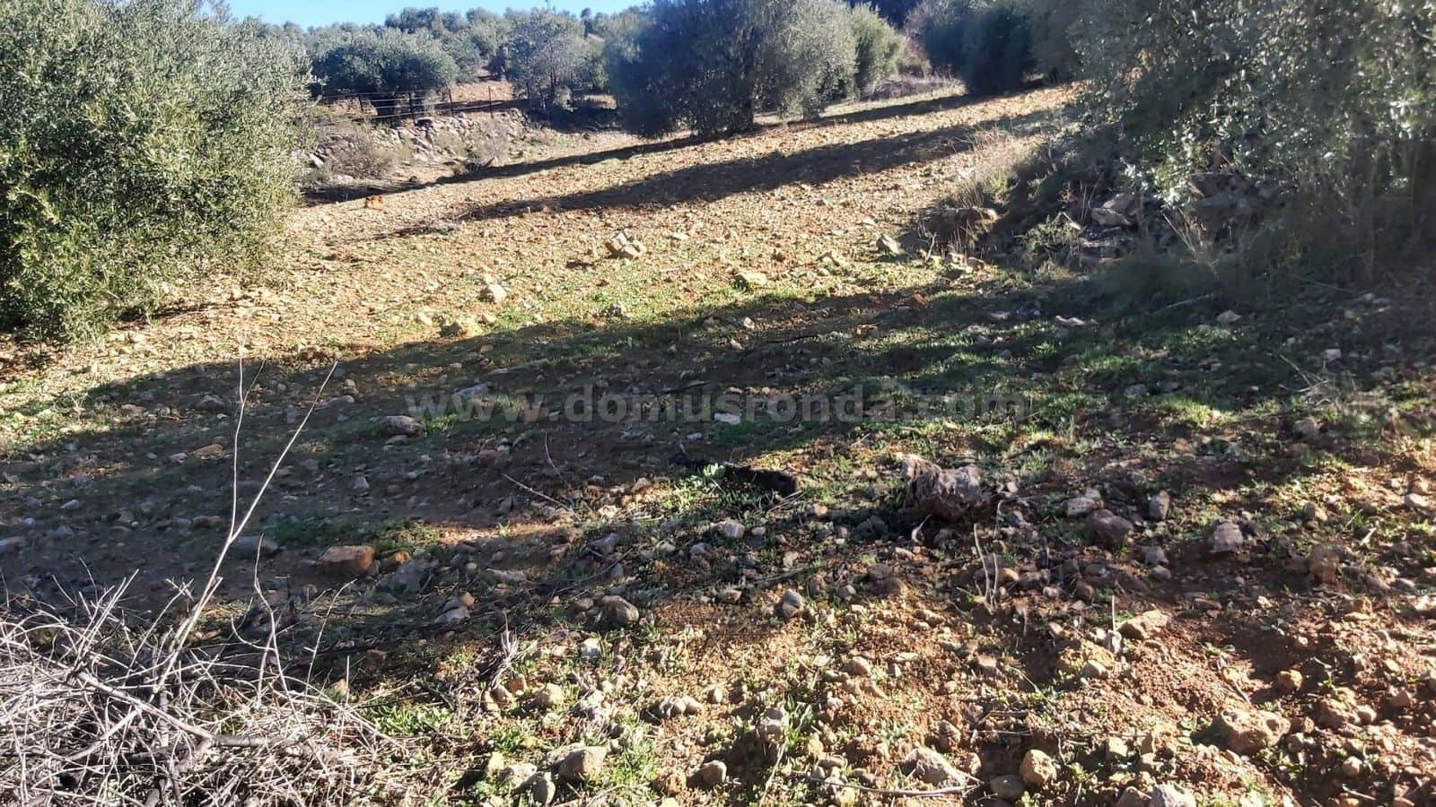 Ubebygd land til salgs i Ronda - € 48 000 (Ref: 9378443)