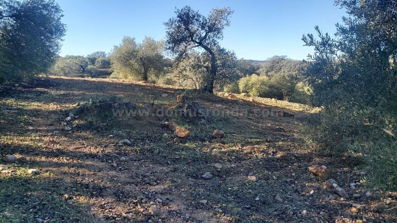 Ubebygd land til salgs i Ronda - € 48 000 (Ref: 9378443)