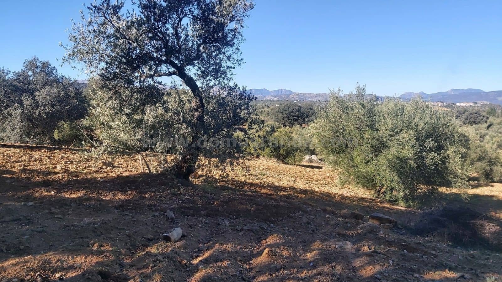 Ubebygd land til salgs i Ronda - € 48 000 (Ref: 9378443)