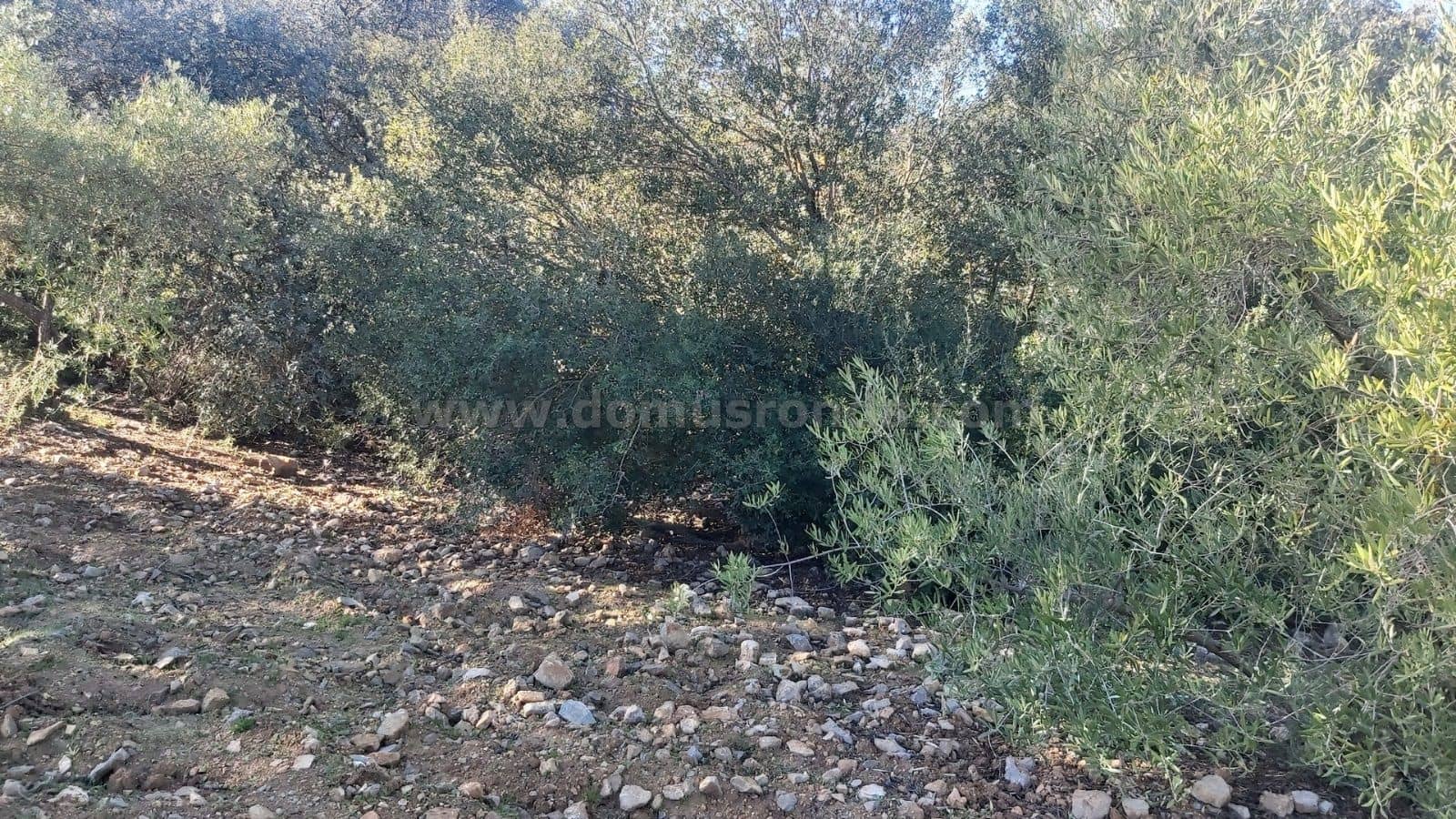 Ubebygd land til salgs i Ronda - € 48 000 (Ref: 9378443)