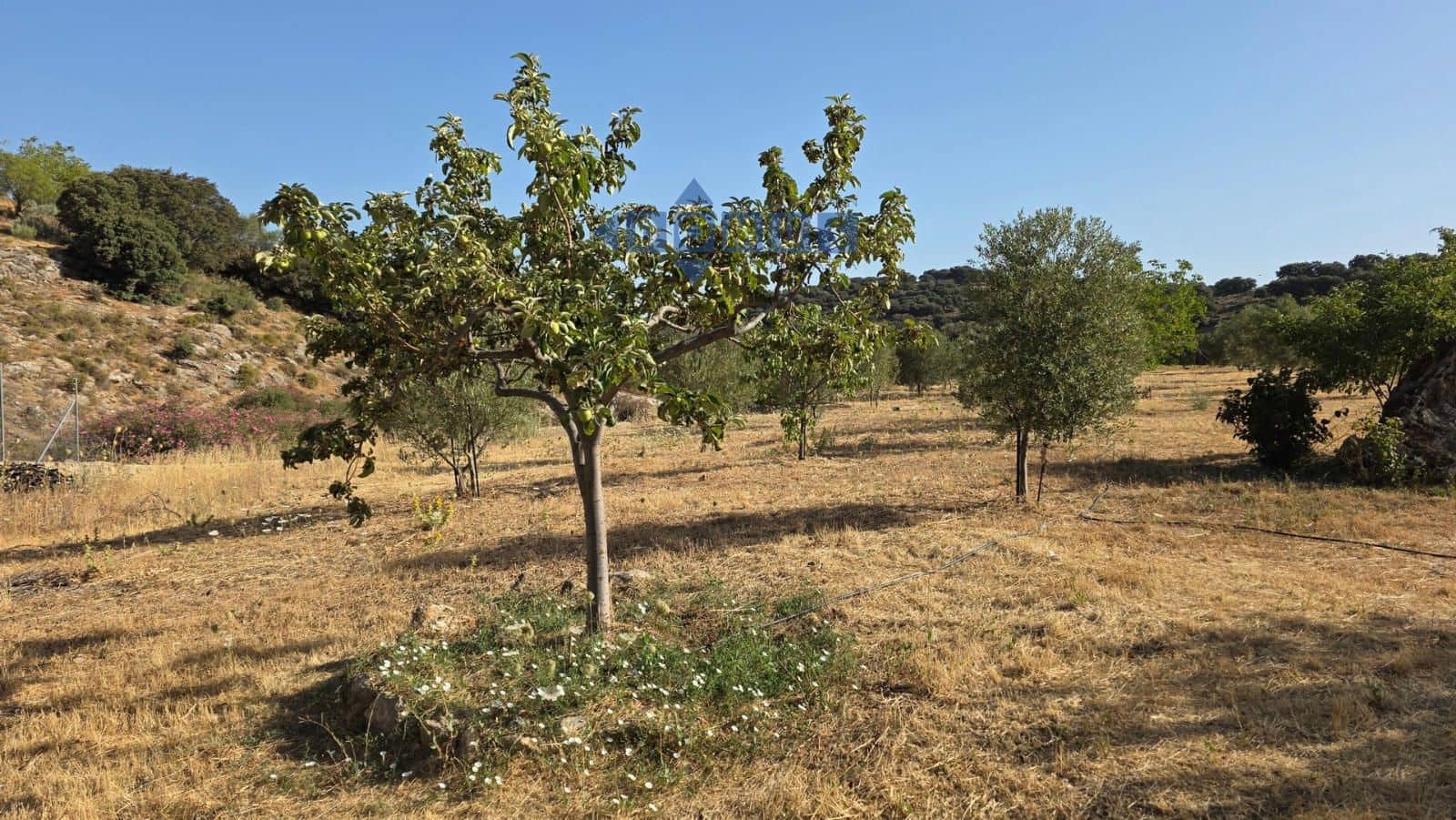 Grond te koop in Ronda - € 85.000 (Ref: 9958815)