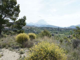 Bouwgrond te koop in Relleu - € 115.000 (Ref: 2096697)