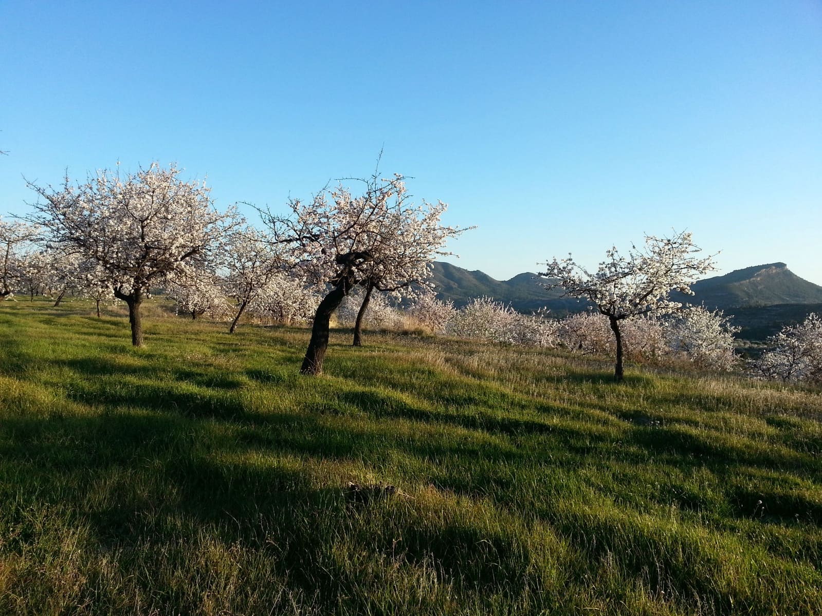 3 quarto Apartamento para venda em Relleu com piscina garagem - 228 000 € (Ref: 8625510)