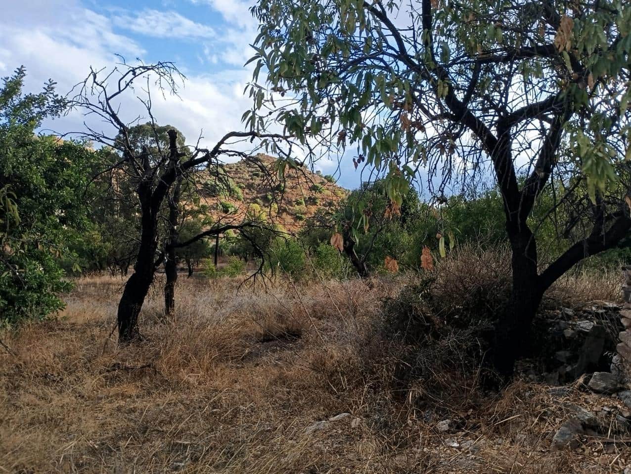 6 soveværelse Finca/Landehus til salg i Bedar - € 120.000 (Ref: 9273058)