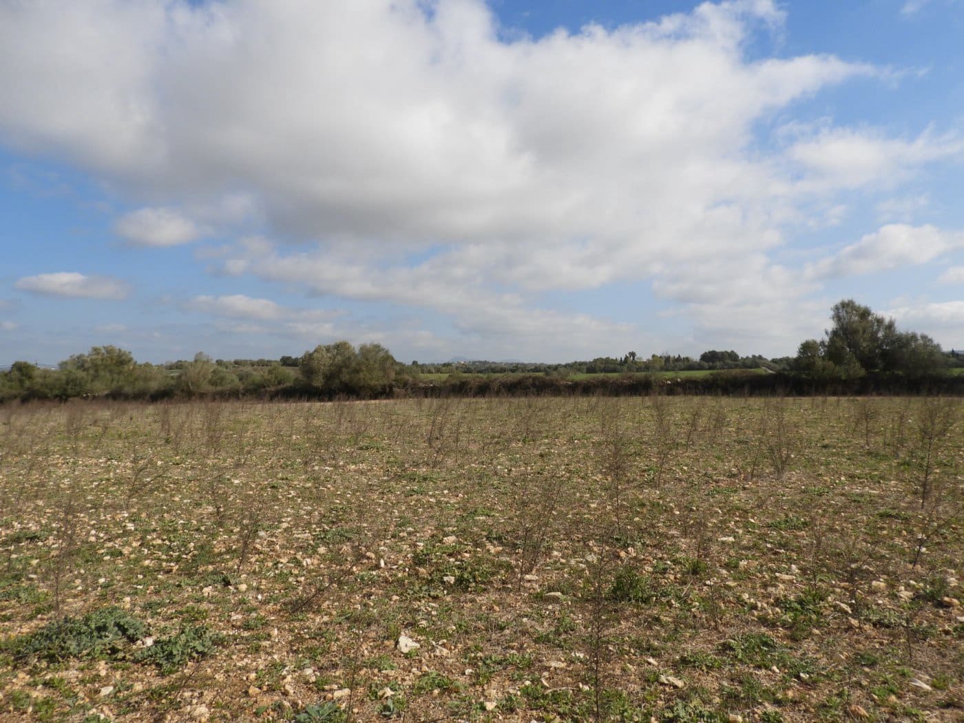 Undeveloped Land for sale in Manacor - € 268,000 (Ref: 6242521)