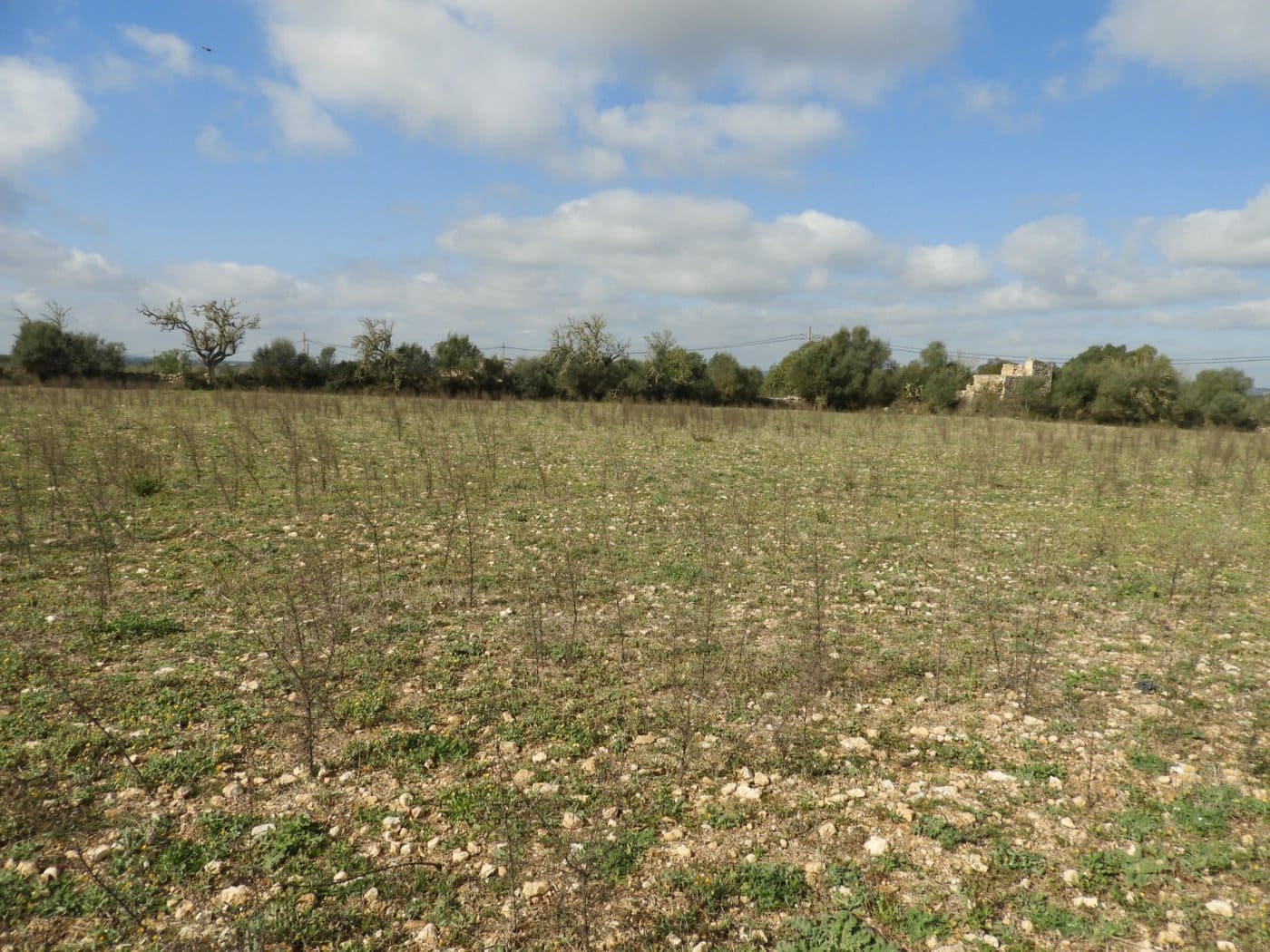 Undeveloped Land for sale in Manacor - € 268,000 (Ref: 6242521)