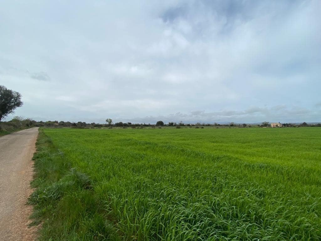 Ubebygd land til salgs i Felanitx - € 225 000 (Ref: 6524282)