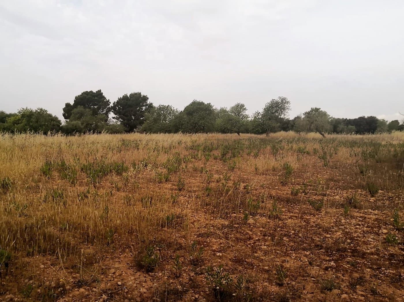 Finca/Casa di Campagna in vendita in Cas Concos - 450.000 € (Rif: 6902391)